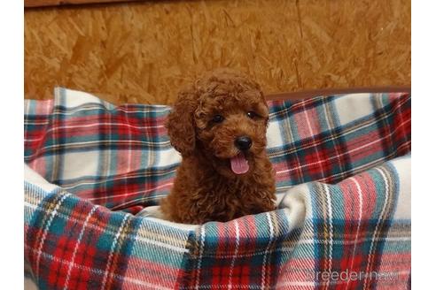 成約済の宮城県のトイプードル-142518の4枚目